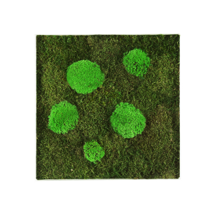 GreenHorizon: Flach- & Kugelmoos 35x35 mit Alurahmen weiß
