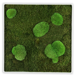 GreenHorizon: Flach- & Kugelmoos 80x80 mit Alurahmen weiß