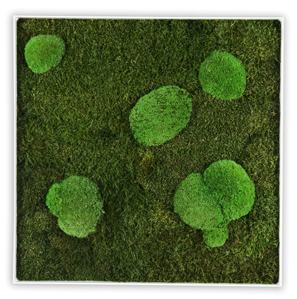 GreenHorizon: Flach- & Kugelmoos 80x80 mit Alurahmen weiß