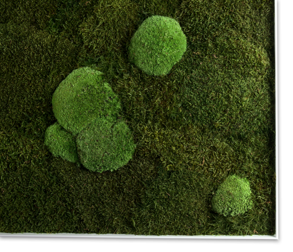 GreenHorizon: Flach- & Kugelmoos 60x80 mit Alurahmen weiß – Bild 2