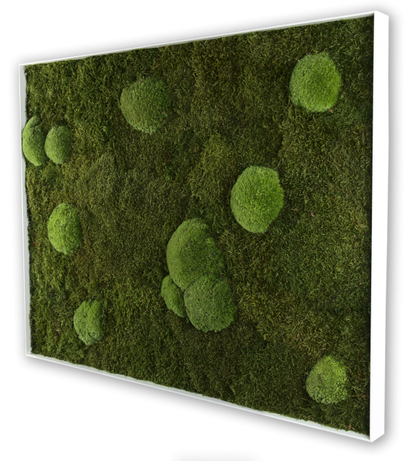 GreenHorizon: Flach- & Kugelmoos 60x80 mit Alurahmen weiß – Bild 6
