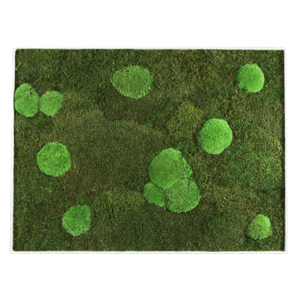 GreenHorizon: Flach- & Kugelmoos 60x80 mit Alurahmen weiß
