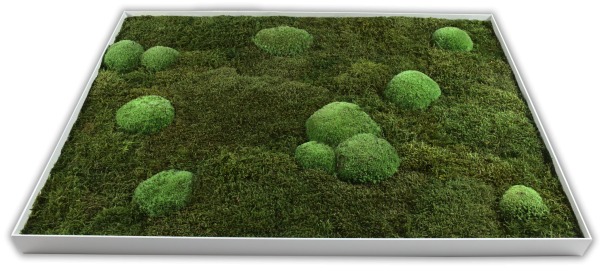 GreenHorizon: Flach- & Kugelmoos 60x80 mit Alurahmen weiß – Bild 3