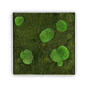 GreenHorizon: Flach- & Kugelmoos 50x50 mit Alurahmen weiß