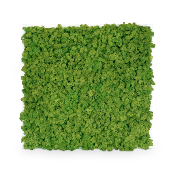 IcelandGreen: Islandmoos Spring Green 40x40 mit Holzrahmen weiß
