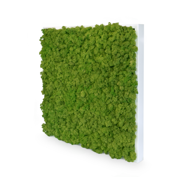 IcelandGreen: Islandmoos Spring Green 40x40 mit Holzrahmen weiß – Bild 3