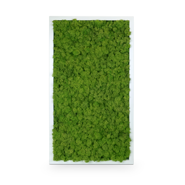 IcelandGreen: Islandmoos Spring Green 35x65 mit Holzrahmen weiß
