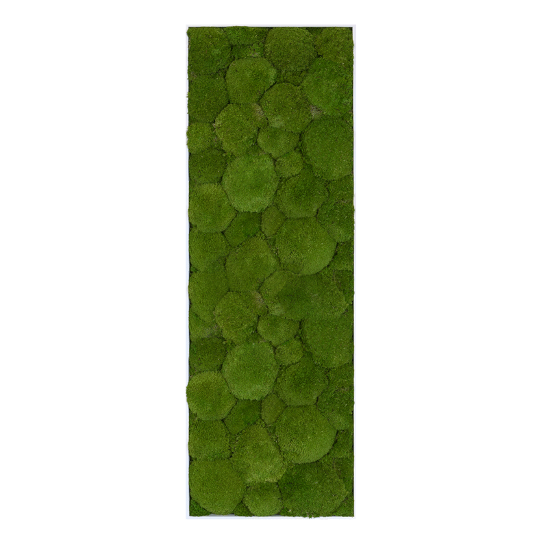 GreenSpot: Kugelmoos 100x35 mit Alurahmen weiß