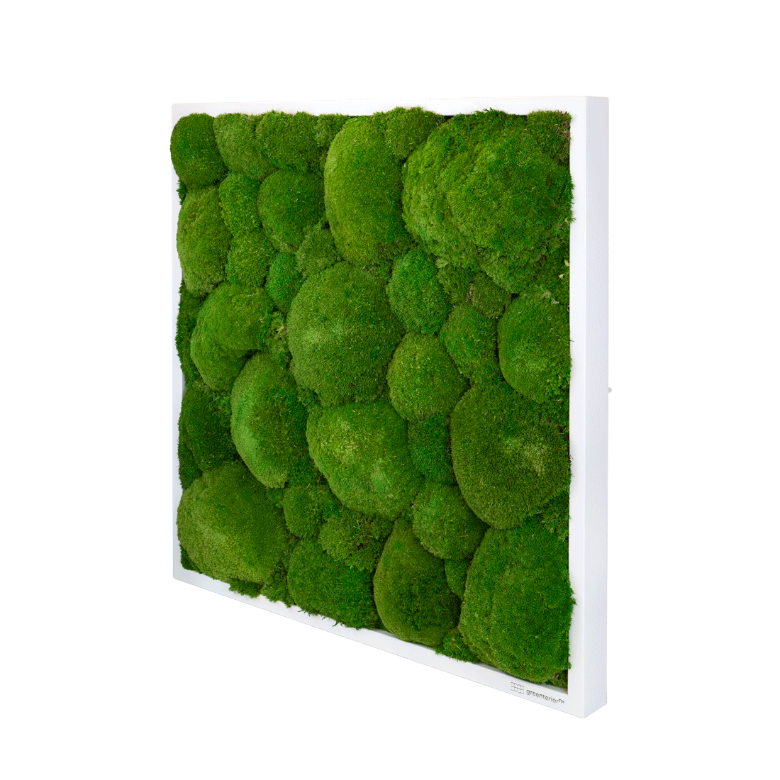 GreenSpot: Kugelmoos 80×80 mit Holzrahmen weiß – Bild 2