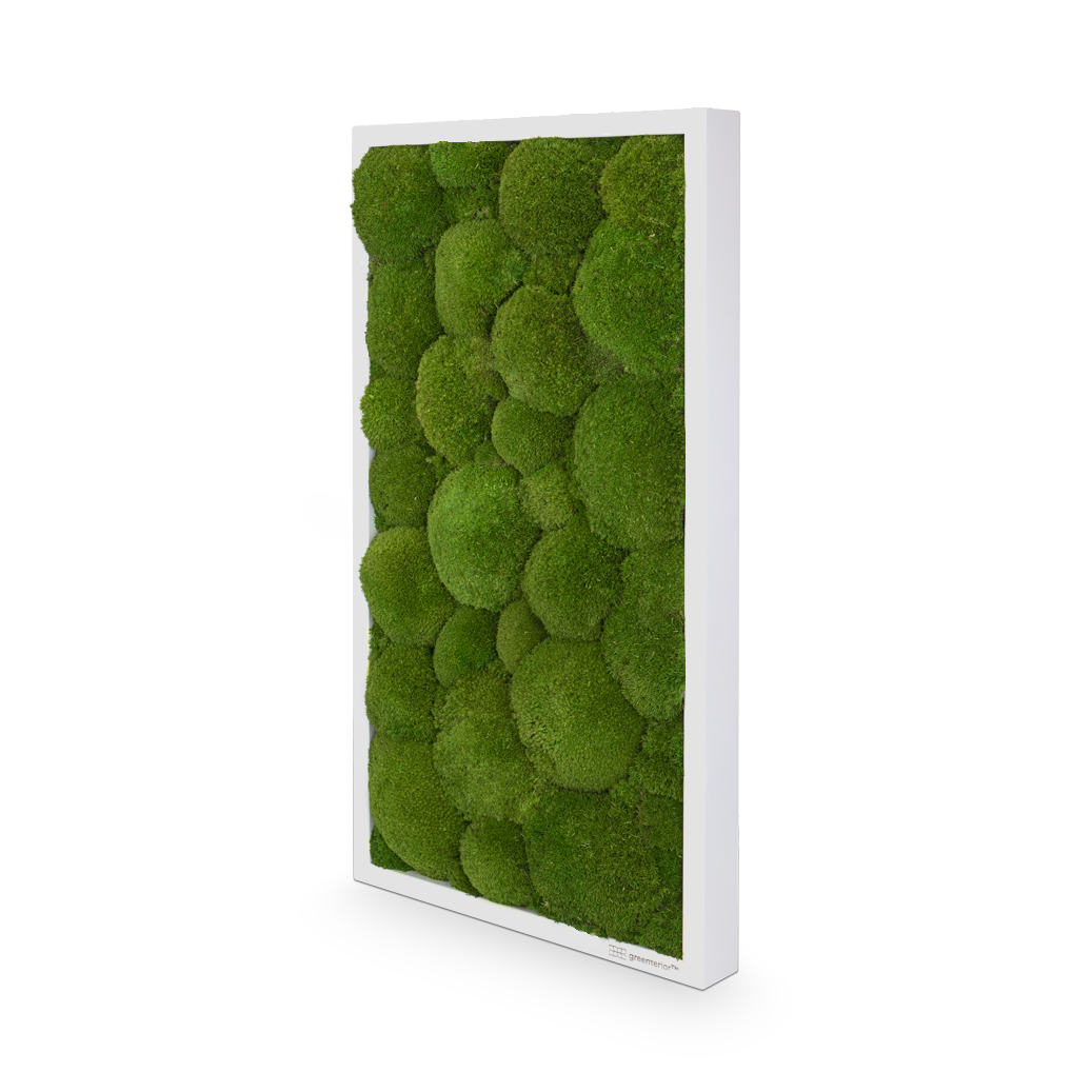 GreenSpot: Kugelmoos 65x35 mit Holzrahmen weiß – Bild 3