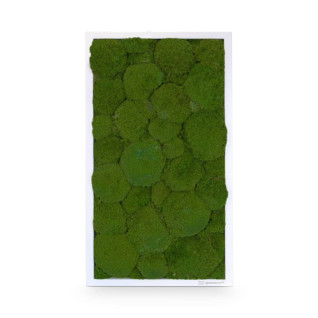 GreenSpot: Kugelmoos 65x35 mit Holzrahmen weiß