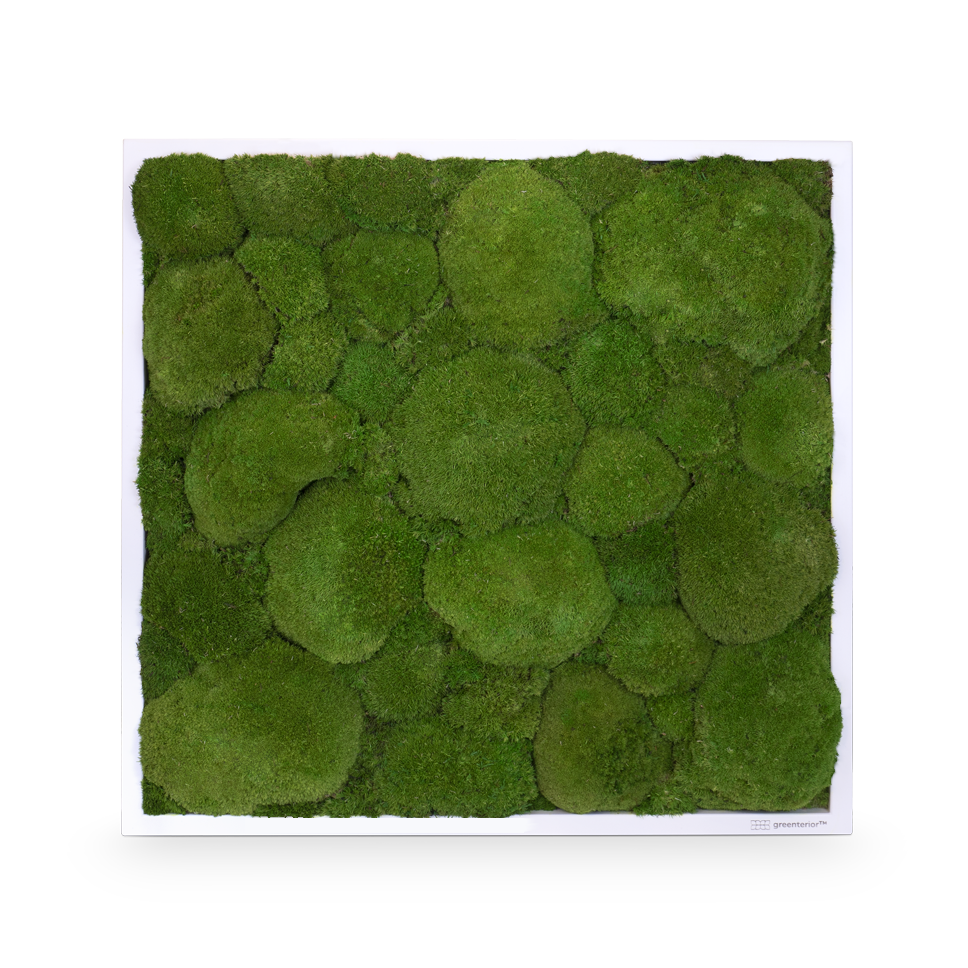 GreenSpot: Kugelmoos 60x60 mit Holzrahmen weiß