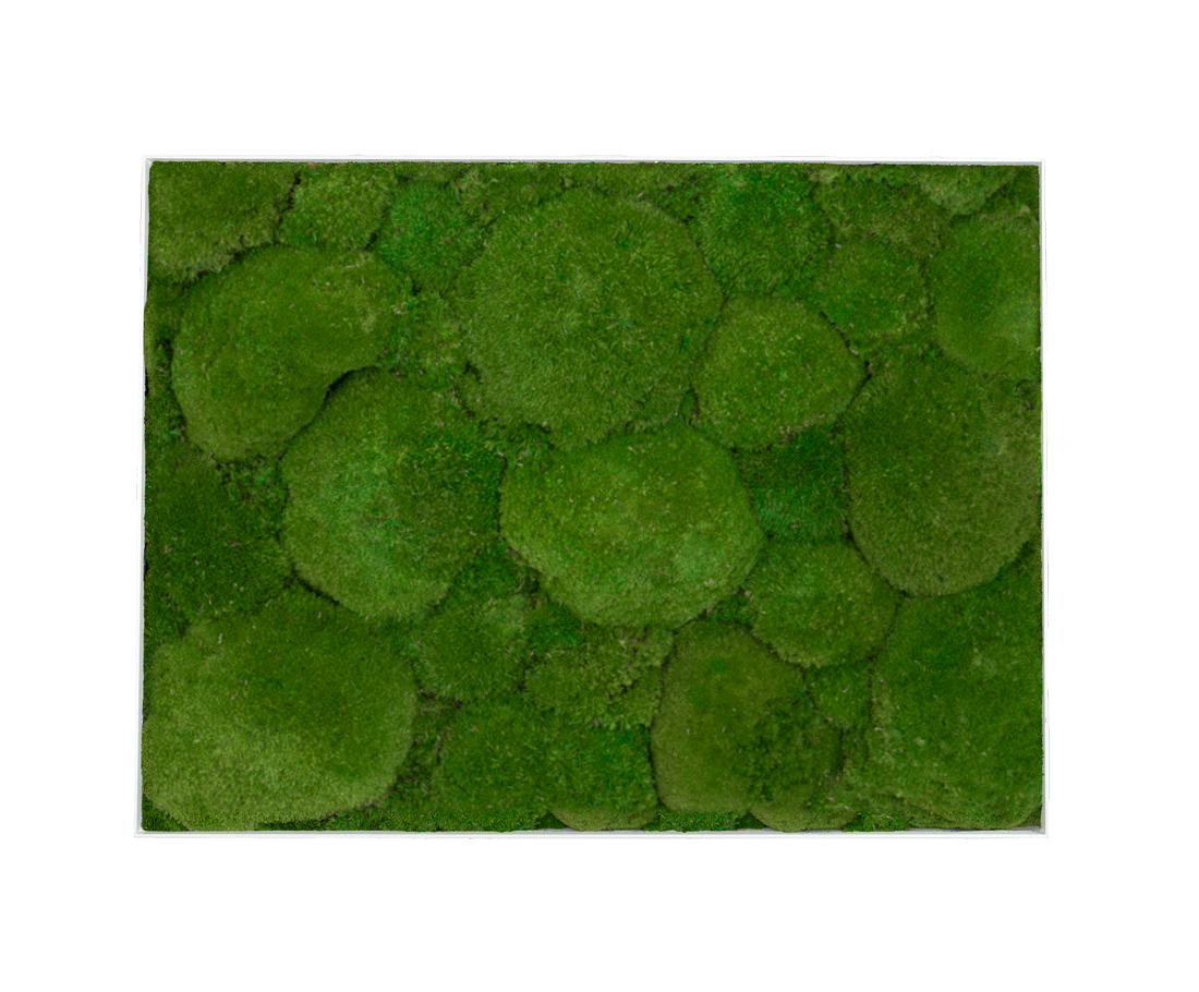 GreenSpot: Kugelmoos 60×80 mit Alurahmen weiß