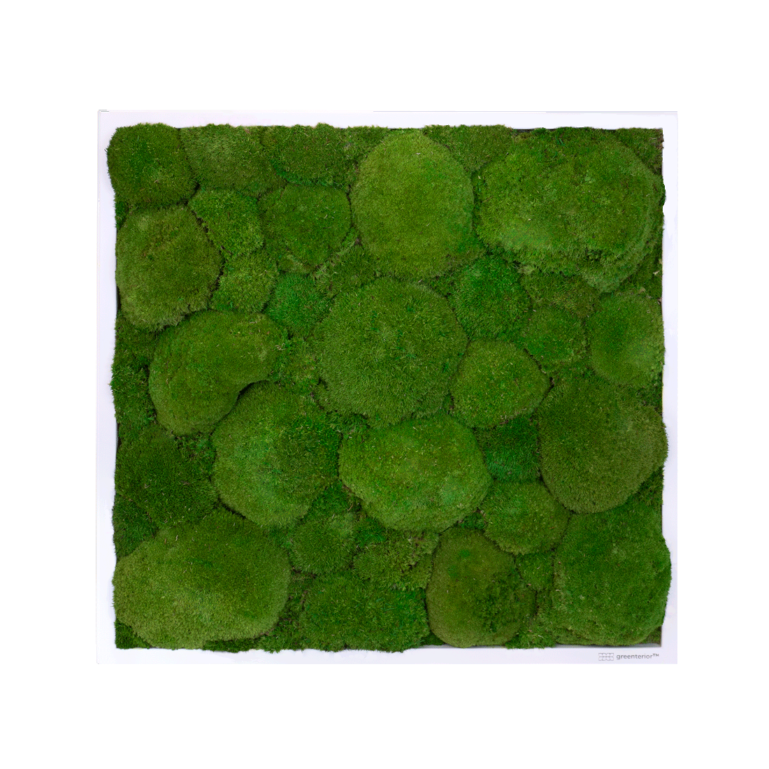 GreenSpot: Kugelmoos 50×50 mit Holzrahmen weiß