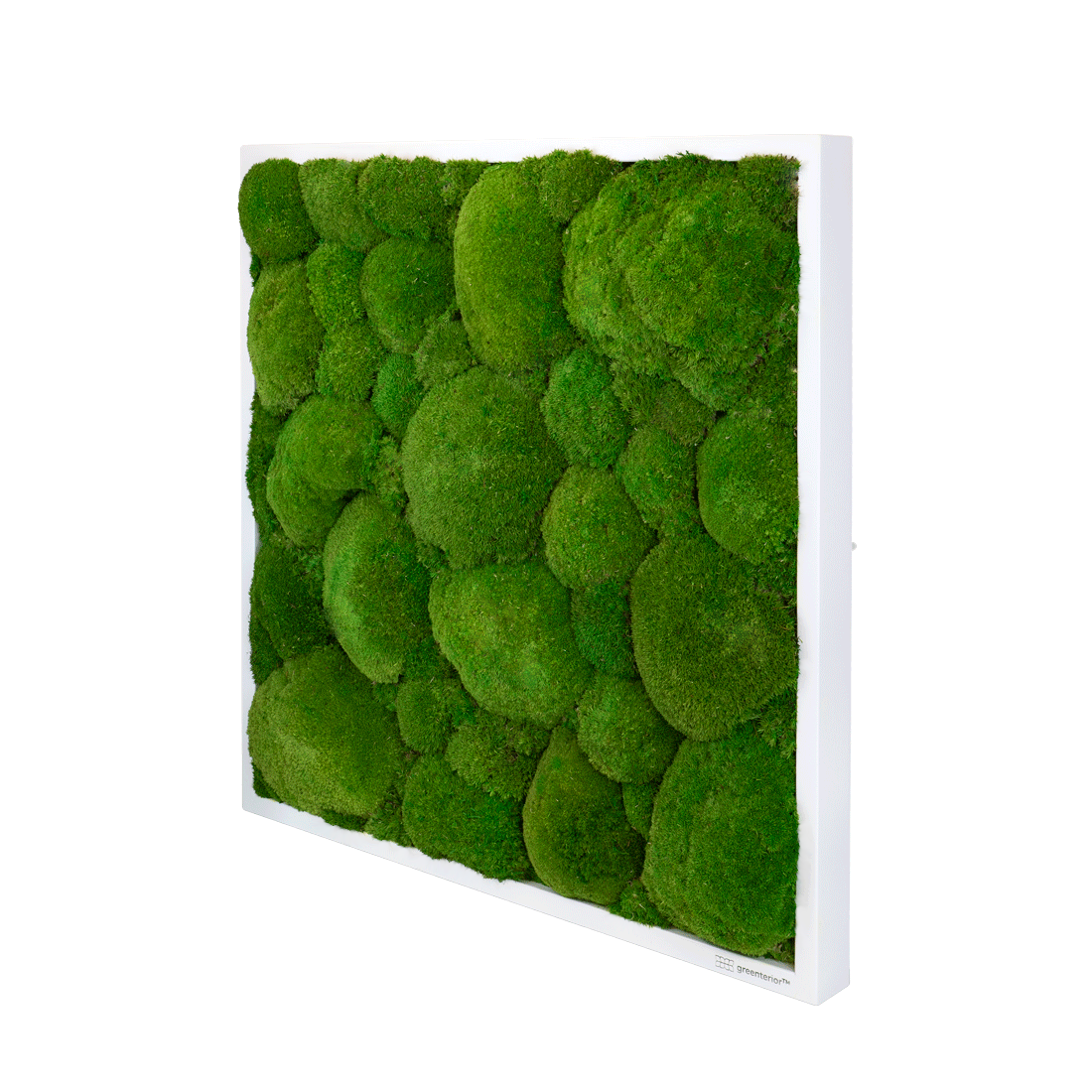 GreenSpot: Kugelmoos 50×50 mit Holzrahmen weiß – Bild 2