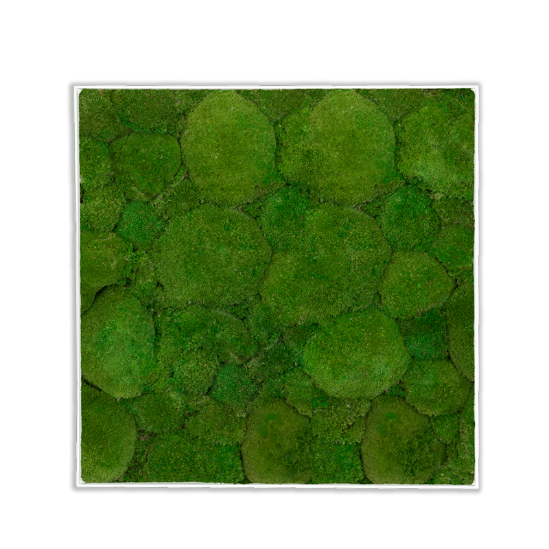 GreenSpot: Kugelmoos 35×35 mit Alurahmen weiß